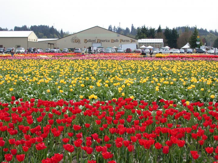 2014 Woodland, Washington Tulip Festival Photos, Schedule Portland