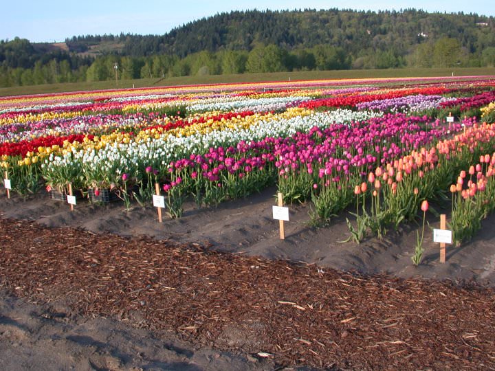 2014 Woodland, Washington Tulip Festival Photos, Schedule Portland