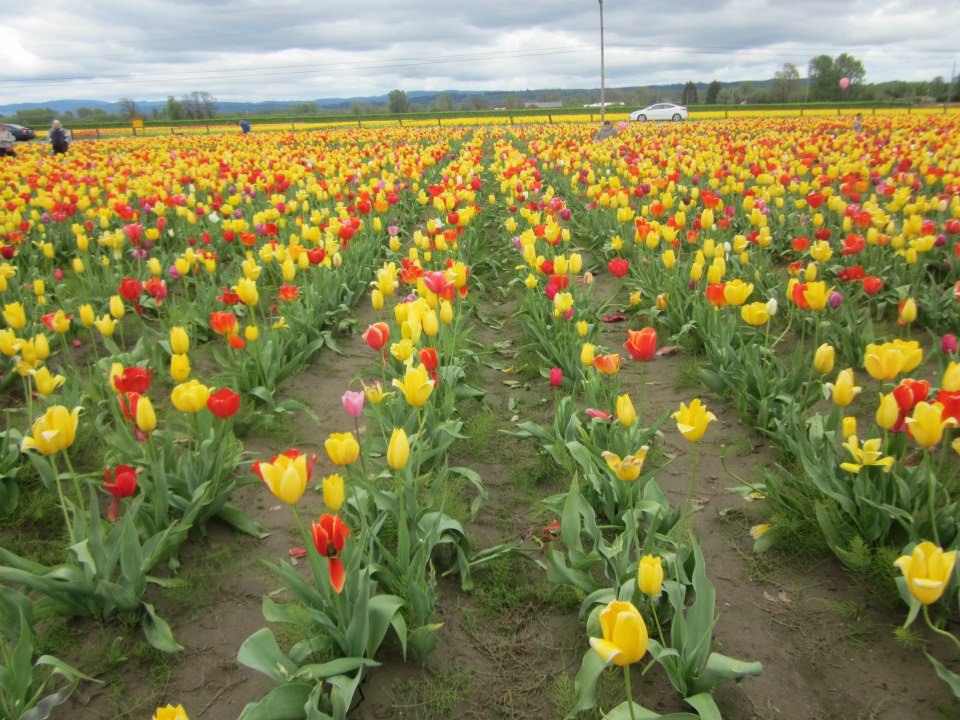 2014 Woodland, Washington Tulip Festival Photos, Schedule Portland