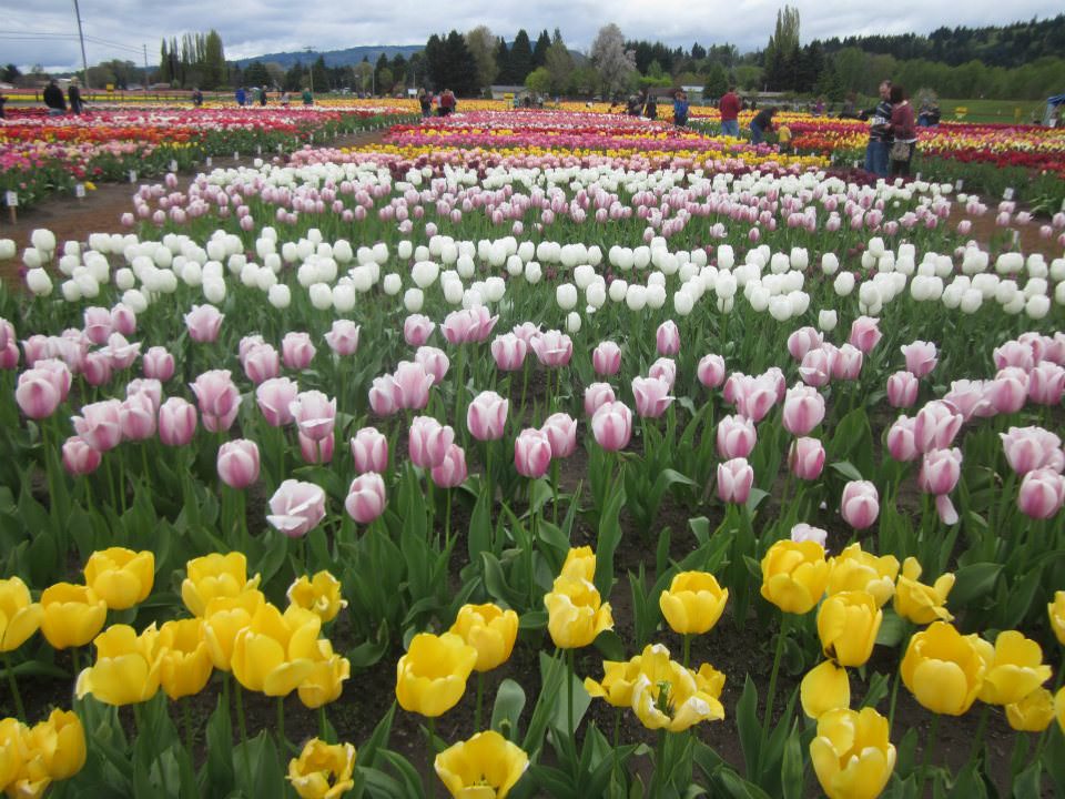 2014 Woodland, Washington Tulip Festival Photos, Schedule Portland