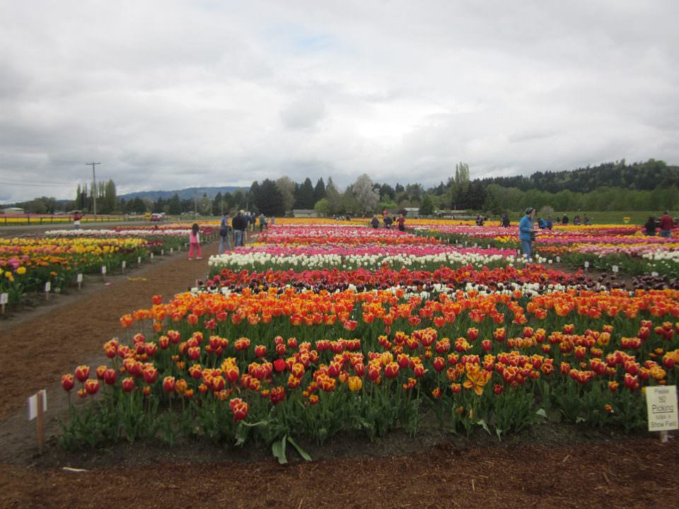 2014 Woodland, Washington Tulip Festival Photos, Schedule Portland