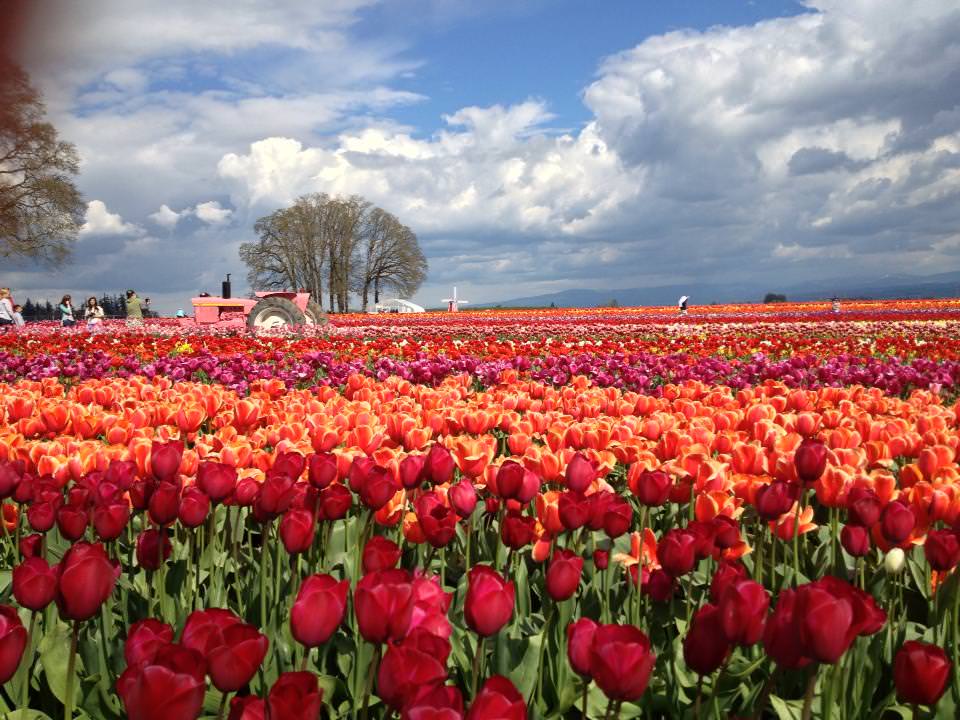 Oregon Tulip Festival Pictures & 2014 Events, Schedule, & Info Wooden