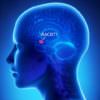 Science on Tap presents You and Your Racist Brain: The Neuroscience of Prejudice @ Revolution Hall | Breaking Down What We Know & Exploring Ways to Overcome Racist Brain