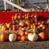 2016 Packer Farm Place Corn Maze in Hood River | Open Daily, Fresh Fruit & Fruit Products, Halloween Pumpkins, Family Picnic Area & More! pumpkin-patch