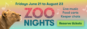 300x100-zoo-nights-pdx-pipeline-20240604