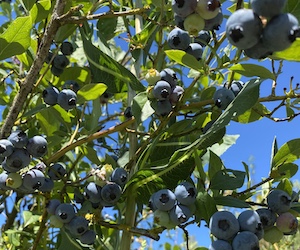 blueberries banner bella organic