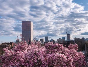 Portland in the News: Cherry Blossoms, MLB Stadium, Sculpture Removal ...