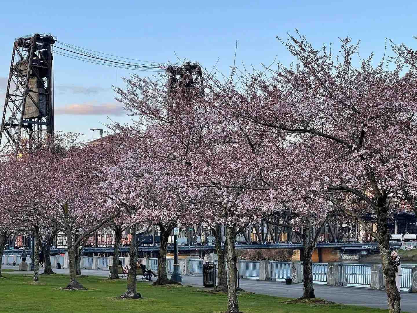Portland in the News: Giant Cat Sculptures; Partial Solar Eclipse; Cherry  Blossom Watch